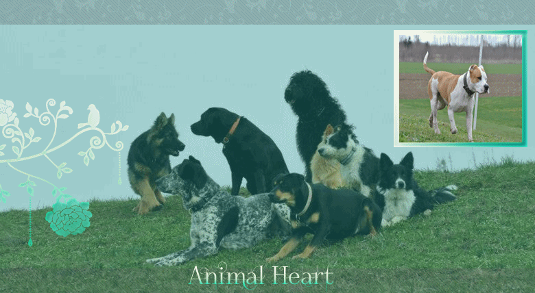 Animal Heart ---> fantasy94.gp